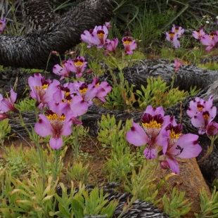 Alstroemeria magnifica var sierrae